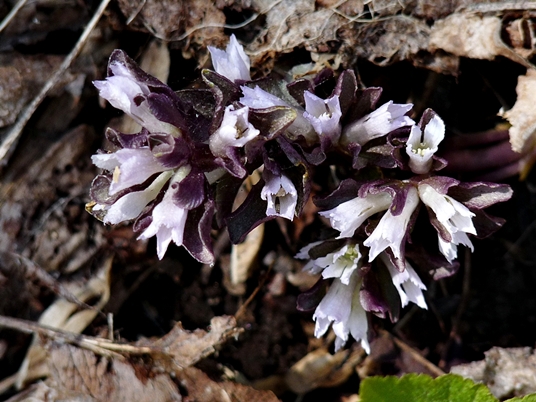 {Obolaria virginica}